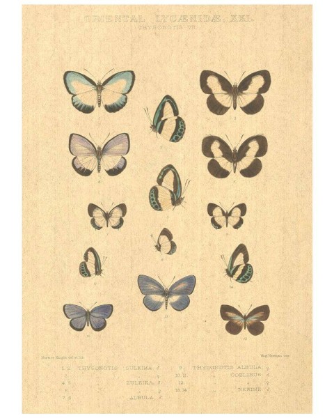 Flax Art Poster | Encyclopedia Butterfly A | FWP-AP-EN2A